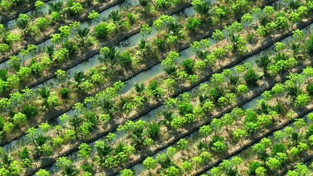 Thailand's coconut groves and papaya orchards showcase their natural beauty in a stunning drone aerial view, an ode to the country's agricultural splendor.
