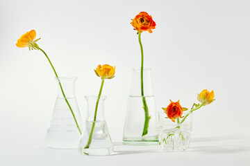 Front view of flower stems arranged in glass vases on a white background. Exquisite space for advertising. Flower concept in laboratory room. Colorful.