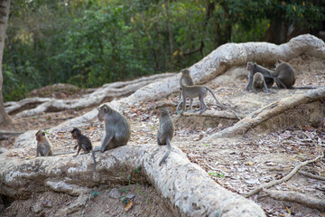 Fototapeta premium Group of Monkeys