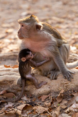 Babby Monkey and Momma
