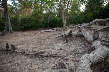 Obraz premium Group of Wild Monkeys