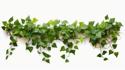 Fototapeta na wymiar Plant vine green ivy leaves tropic hanging, climbing isolated on white background. Clipping path