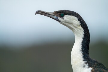 cormorant sitting on a rock in tasmania australia