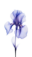 Purple iris on a white background. Minimalistic flower with transparent petals.