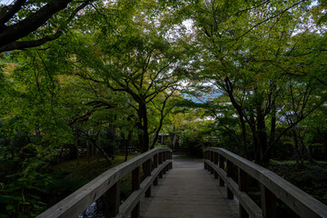 Forest path / 후쿠오카 유후인 숲 길