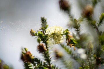 native yellow flowers on a Melaleucas plant in the bush in tasmania australia.