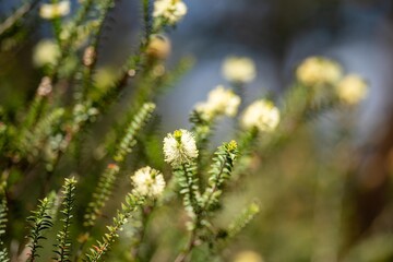 native yellow flowers on a Melaleucas plant in the bush in tasmania australia.