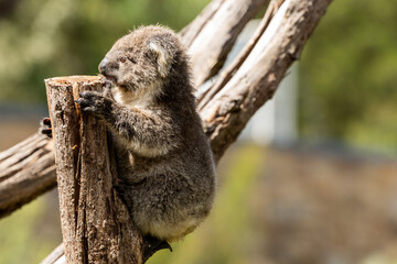 A Baby Koala (phascolarctos cinereus) - known as a Joey.