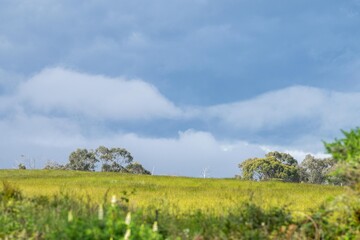 native green field with beautiful pasture on a hill with trees behind