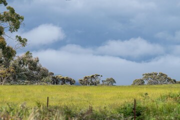 Obraz premium native green field with beautiful pasture on a hill with trees behind