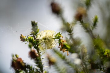 native yellow flowers on a Melaleucas plant in the bush in tasmania australia.