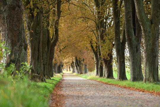 Kastanienallee bei Lancken-Granitz, Insel R&uuml;gen, Mecklenburg-Vorpommern, Deutschland