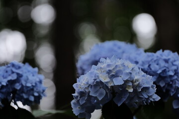 森の中のアジサイ