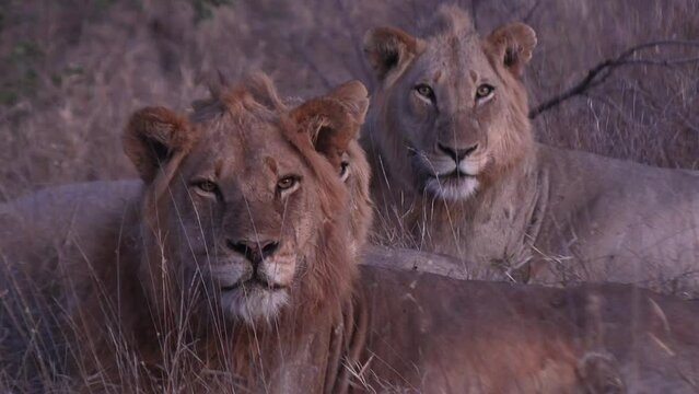 Frontal view of two lions in the savanna grass looking straight at us.