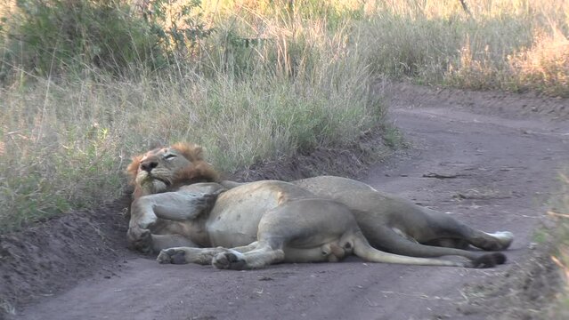 Male lions roll in the scent of another species on a south african dirt road.