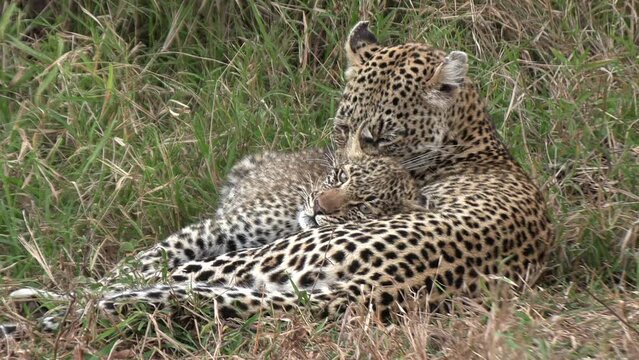 A female leopard affectionately grooming her cub.
