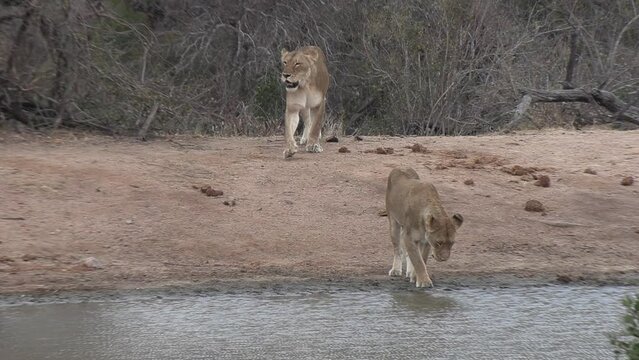 Lionesses approach a waterhole to quench their thirst.
