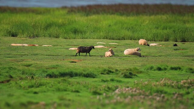 A flock of sheep on the lush green meadow on the shore of the lake. SLow-motion, parallax video.