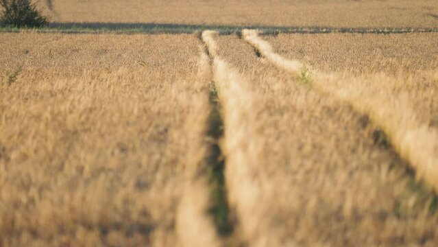 Tractor tracks go through the field of ripe wheat. The country road n the background. Slow-motion parallax vvideo
