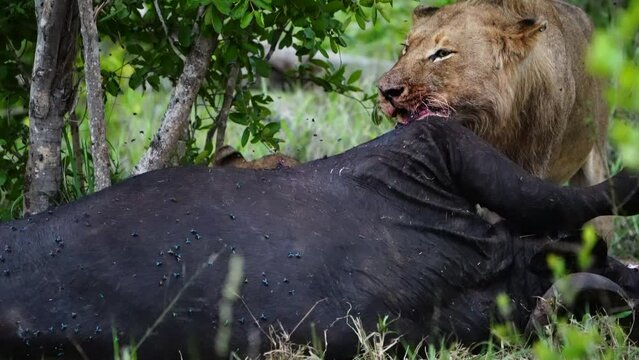 A medium shot of a young male lion feasting on a buffalo, Greater Kruger.