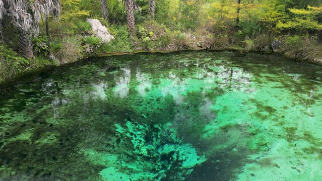 Stationary shot from above crystal clear waters of Pitt Springs in the panhandle of northwest Florida feeding water into Econfina Creek.