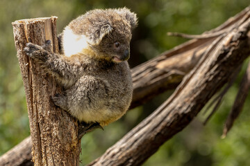 A Baby Koala (phascolarctos cinereus) - known as a Joey.