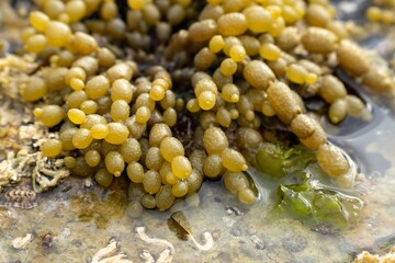 flat rocky coastline by the ocean in tasmania australia