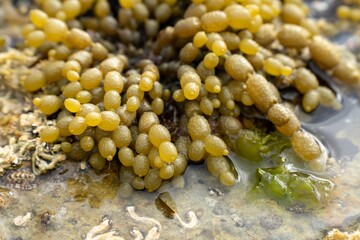 flat rocky coastline by the ocean in tasmania australia