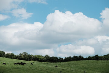 牛の放牧地