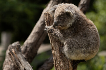 A Baby Koala (phascolarctos cinereus) - known as a Joey.