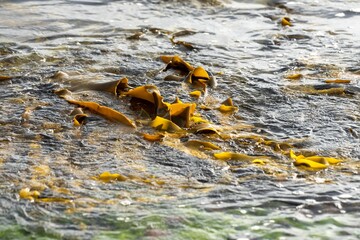 bull kelp seaweed growing on a rocky coastline by the ocean in tasmania australia