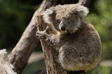 Fototapeta premium A Baby Koala (phascolarctos cinereus) - known as a Joey.