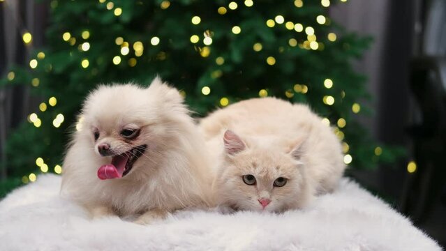 Spitz dog with a kitten on the background of a Christmas tree