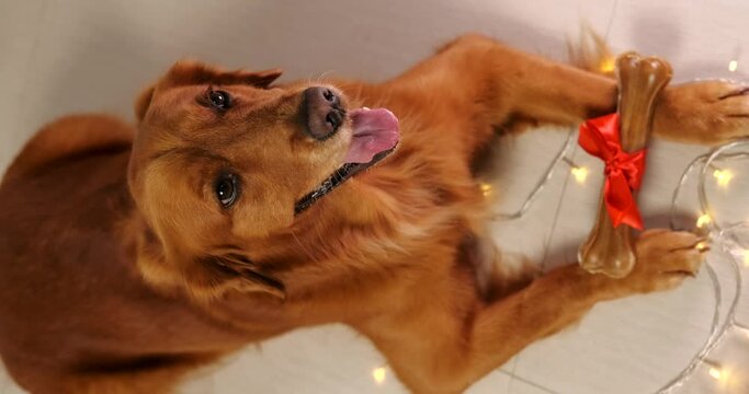 A dog of the Golden Retriever breed looks at the camera and holds a Christmas present in his paws - a bone with a red bow on a background of garlands. New Year's delicious gifts for dogs, pet store.
