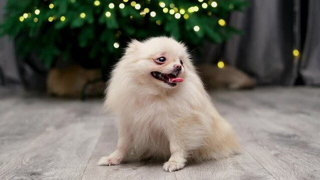 cute spitz dog on the background of a Christmas tree