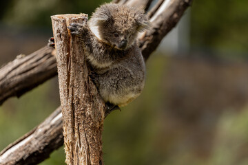 A Baby Koala (phascolarctos cinereus) - known as a Joey.