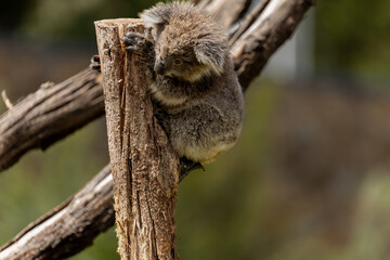A Baby Koala (phascolarctos cinereus) - known as a Joey.