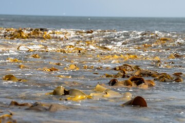 bull kelp seaweed growing on a rocky coastline by the ocean in tasmania australia