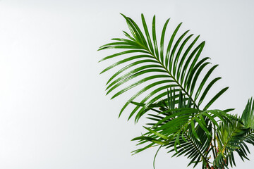 Decorative palm plant against gray background close up