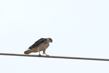 Augur Buzzard looking for hunt