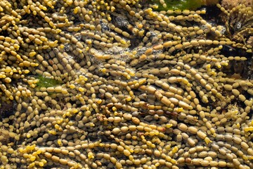 pearls of neptune seaweed on the coastline in tasmania australia