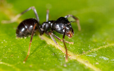 Close-up of ants on a green leaf. Macro