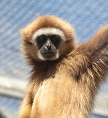 Portrait of a monkey in the zoo