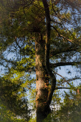 Obraz premium pine tree in the forest