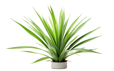 Yucca Plant On Isolated Background
