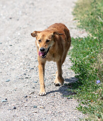 Naklejka na ściany i meble The dog runs along the road
