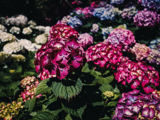 Hydrangea flower