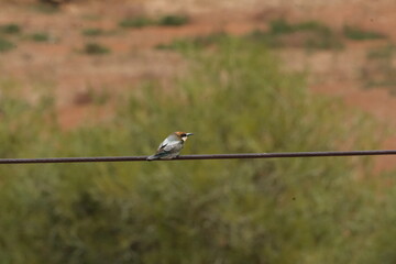 Europan Bee Eater bird, on the wire