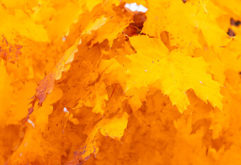 Yellow leaves on a maple tree in autumn