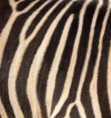 Fototapeta na wymiar Zebra stripes as an abstract background. Texture